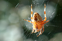 Araneus diadematus