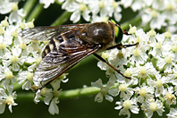 Philipomyia aprica