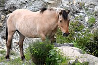 Equus caballus