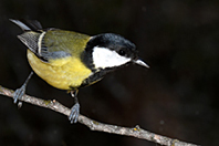 Parus major