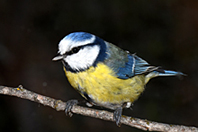 Cyanistes caeruleus