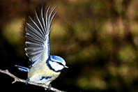 Cyanistes caeruleus